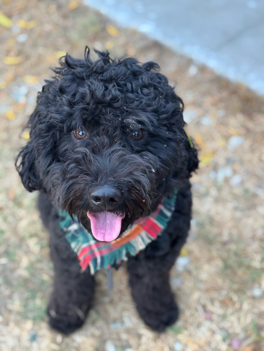 Why Personalized Pet Products Actually Matter (It's Not Just About the Name)